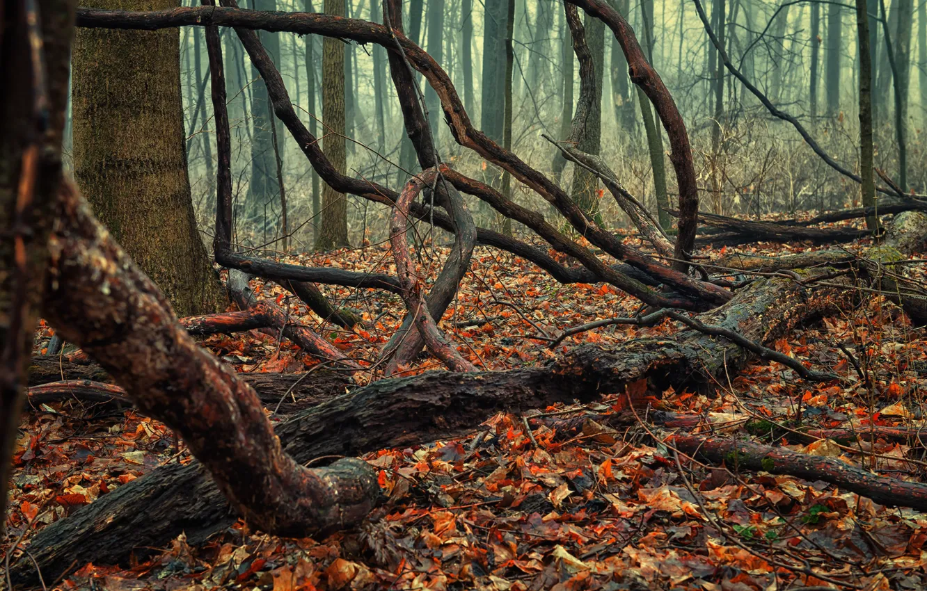 Photo wallpaper autumn, forest, foliage, driftwood