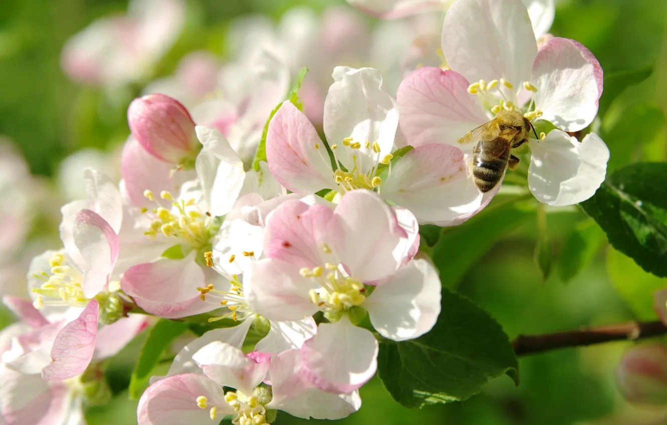 Photo wallpaper macro, bee, spring, Apple, flowering