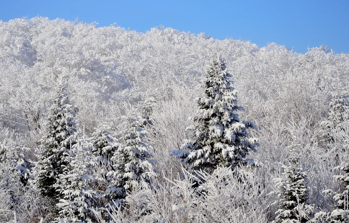 Photo wallpaper winter, forest, the sky, snow, spruce, slope