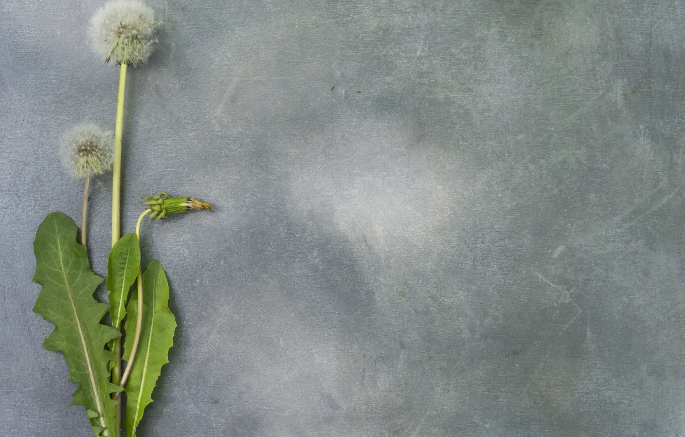 Photo wallpaper flower, dandelion, spring