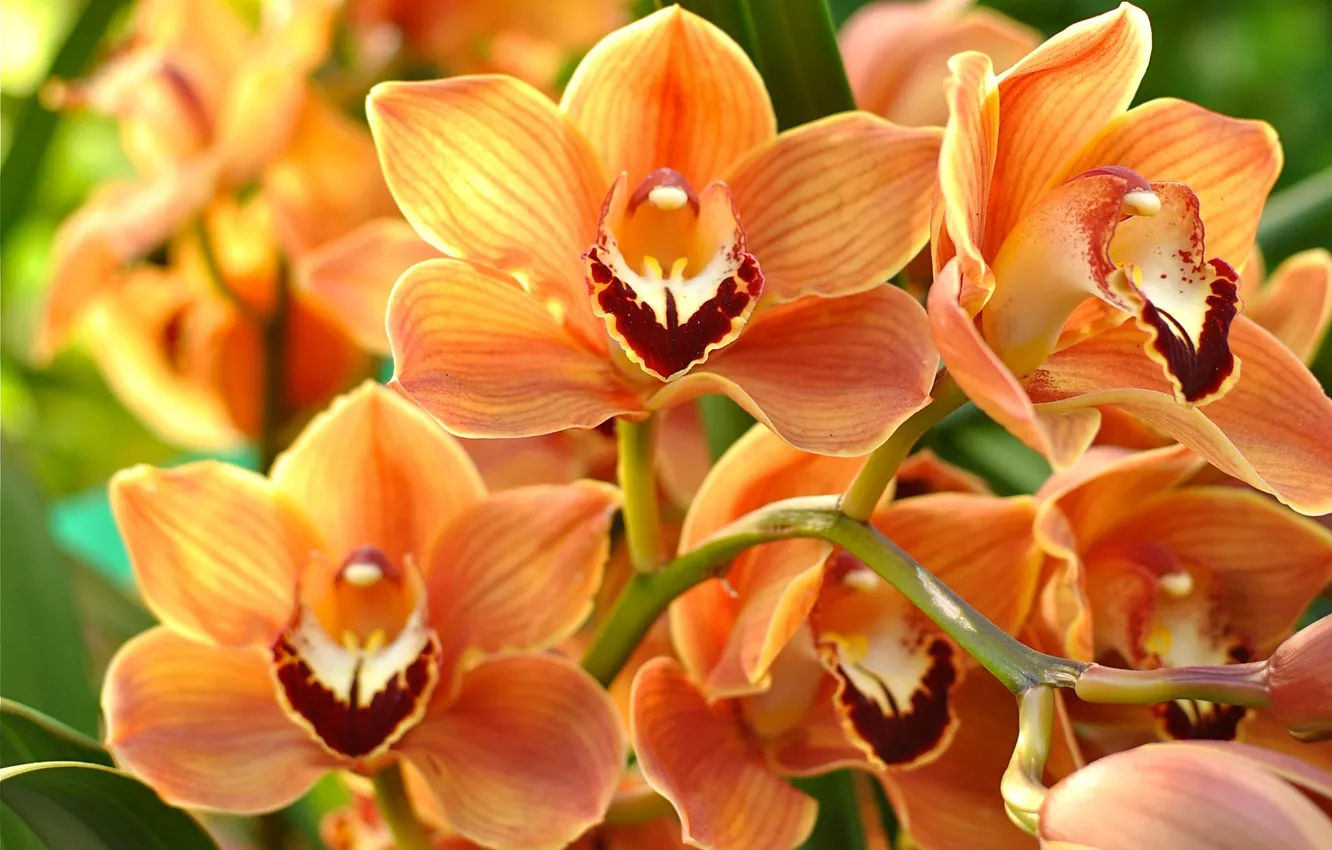 Photo wallpaper macro, orange, Orchid
