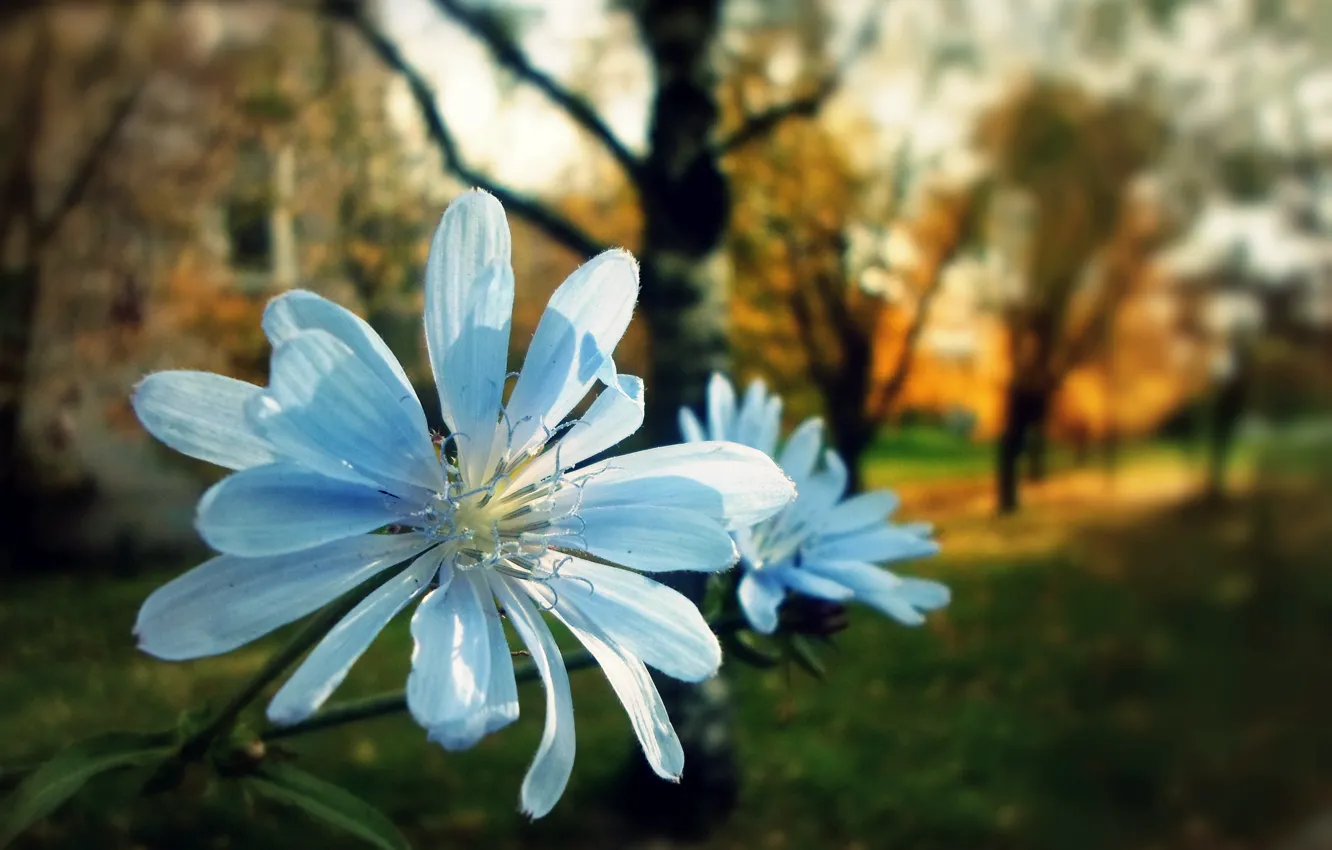 Photo wallpaper autumn, flowers, petals, pair, chicory