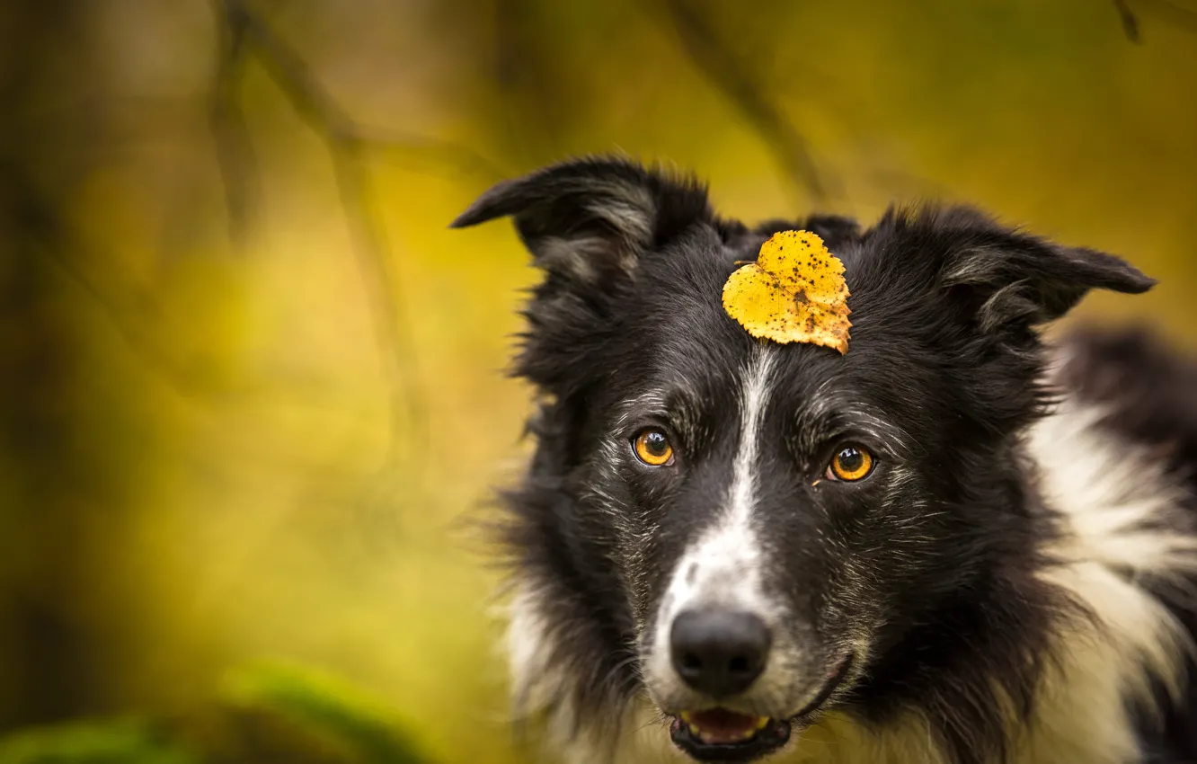 Photo wallpaper autumn, look, face, branches, yellow, nature, background, leaf