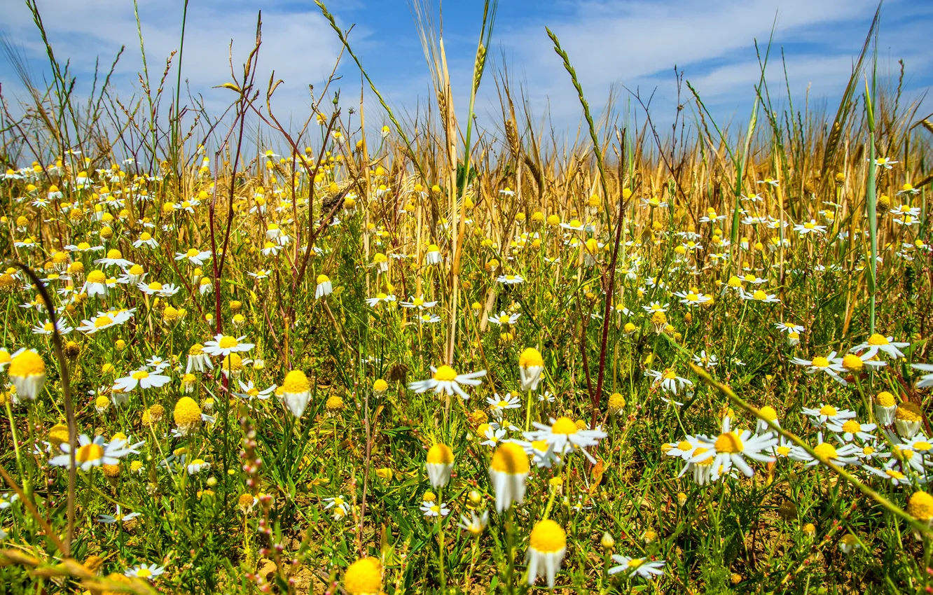 Photo wallpaper field, the sky, flowers, ear, Daisy, meadow, Mauro