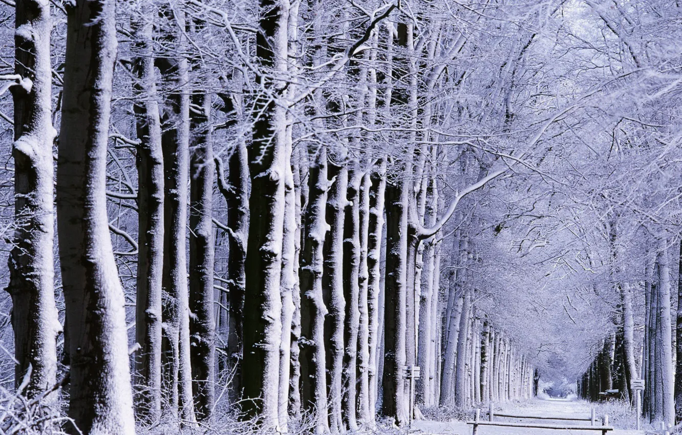 Photo wallpaper winter, road, forest, snow, trees, nature, mood, mood