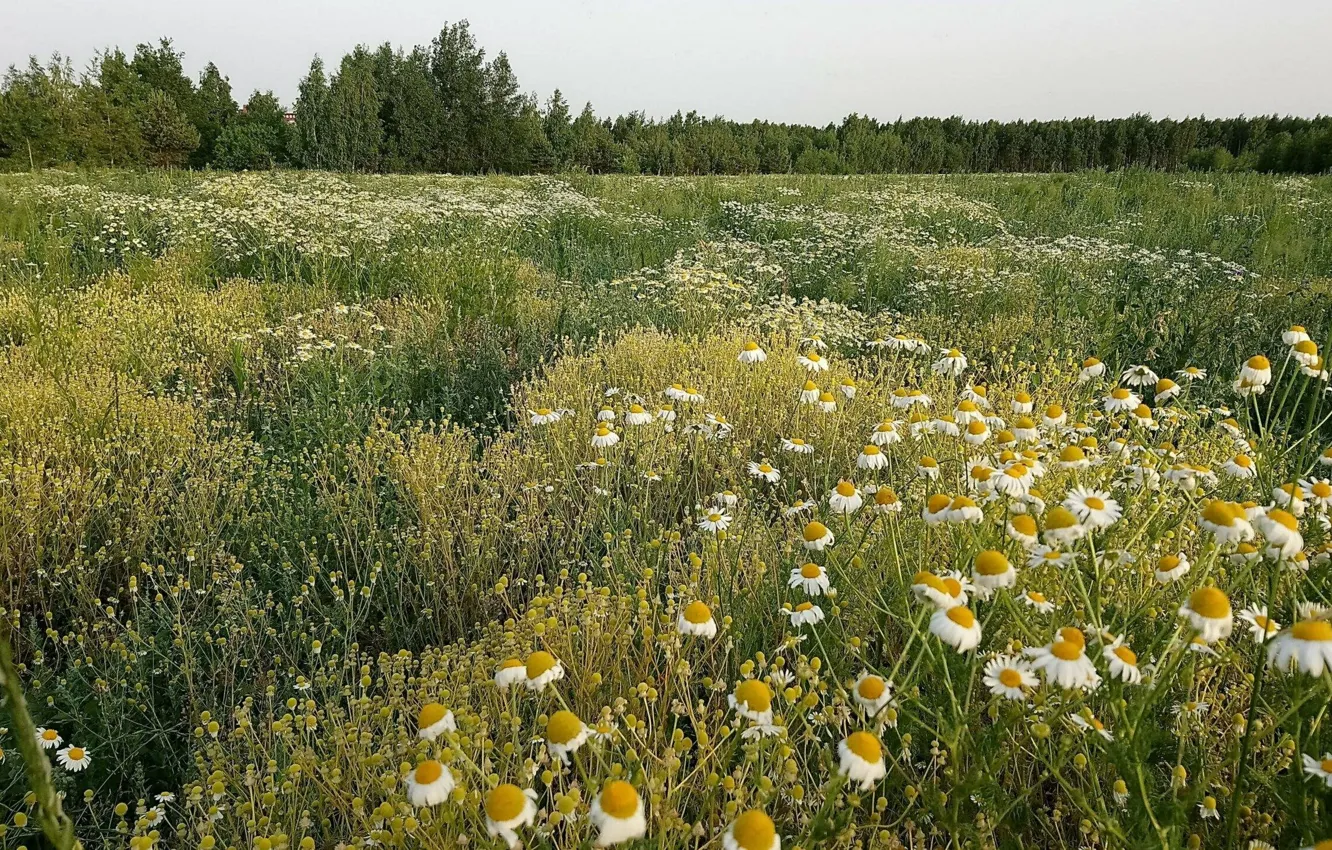 Photo wallpaper forest, summer, trees, glade, chamomile, day