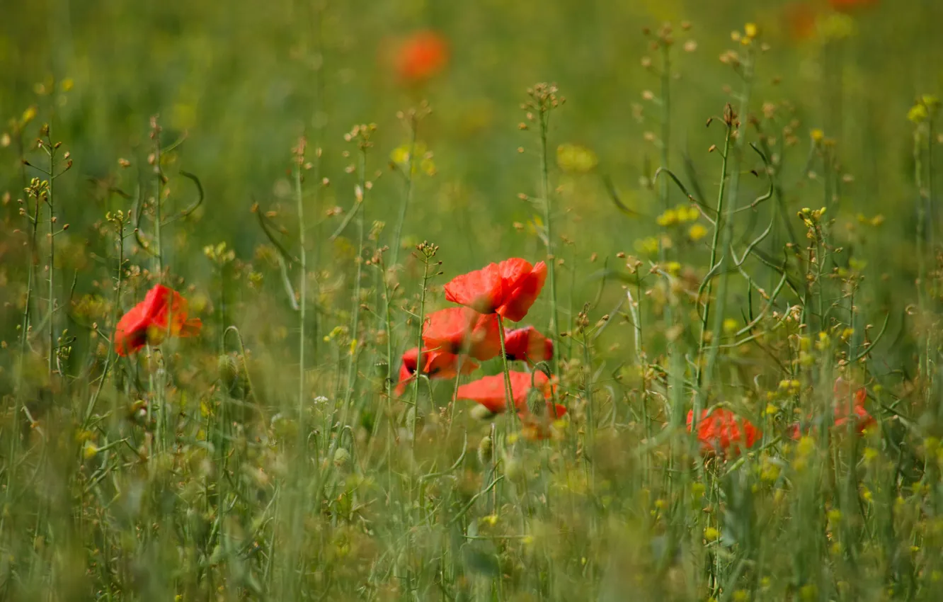 Photo wallpaper grass, Maki, meadow