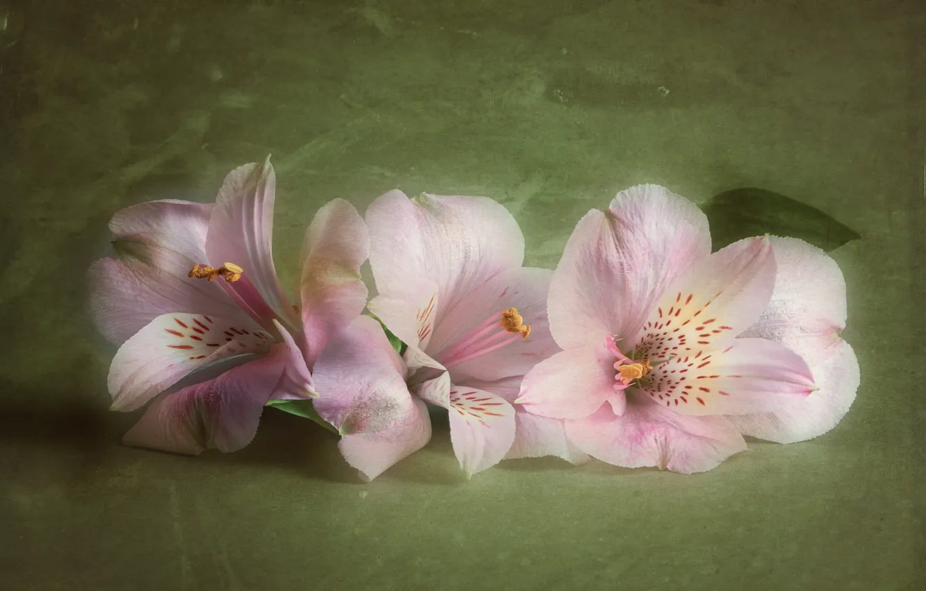 Photo wallpaper flowers, pink, Alstroemeria, art processing