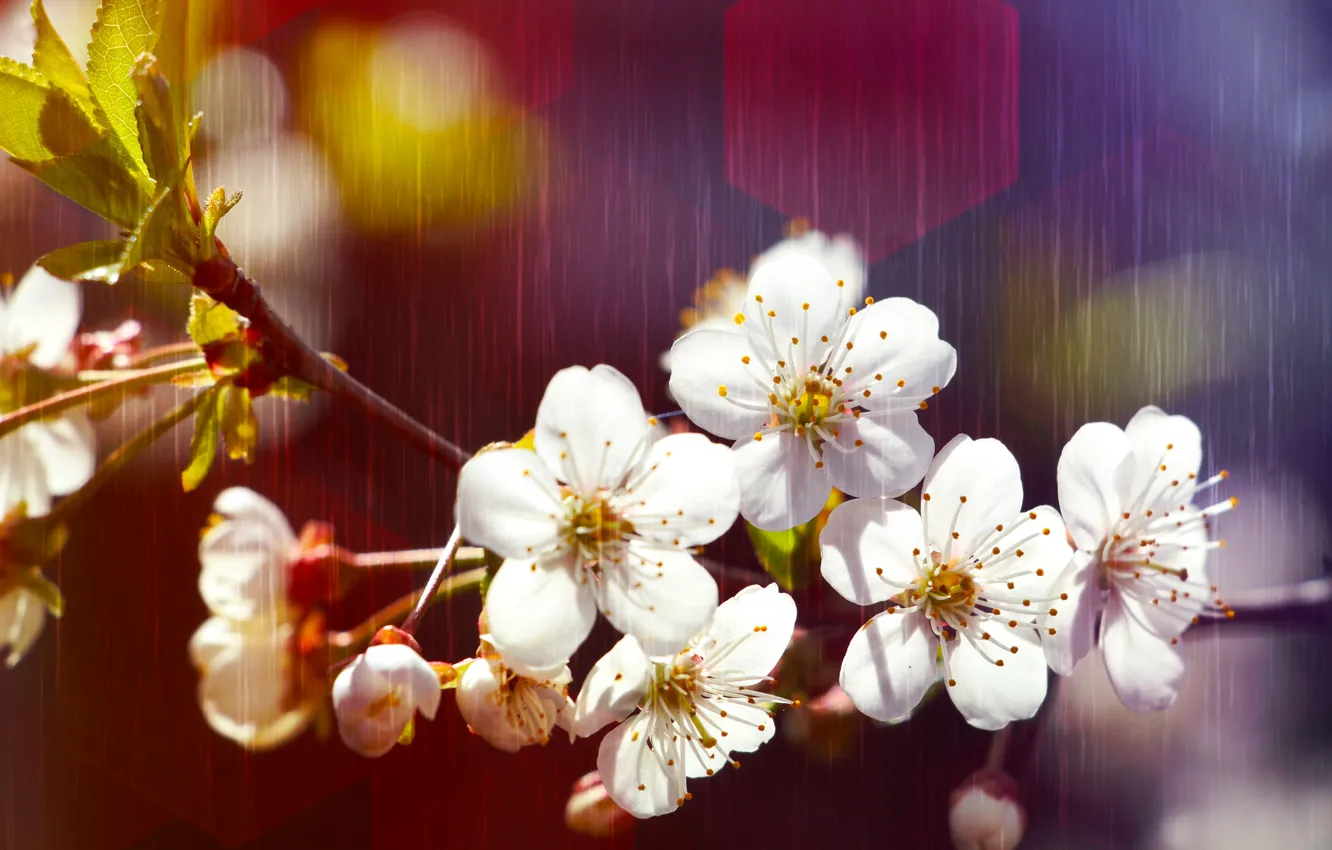 Photo wallpaper flowers, cherry, spring, flowering