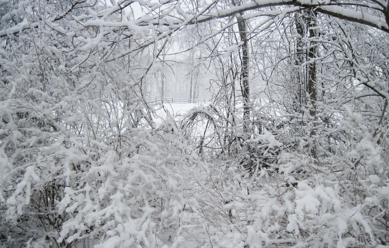 Photo wallpaper winter, snow, frost, the snow, winter, snow, frost