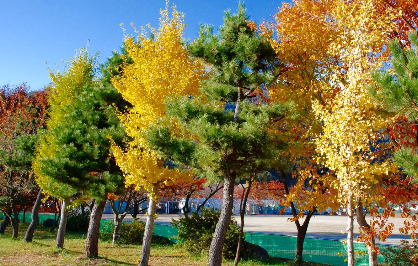 Photo wallpaper autumn, water, trees, the city, home, Japan, Tokyo