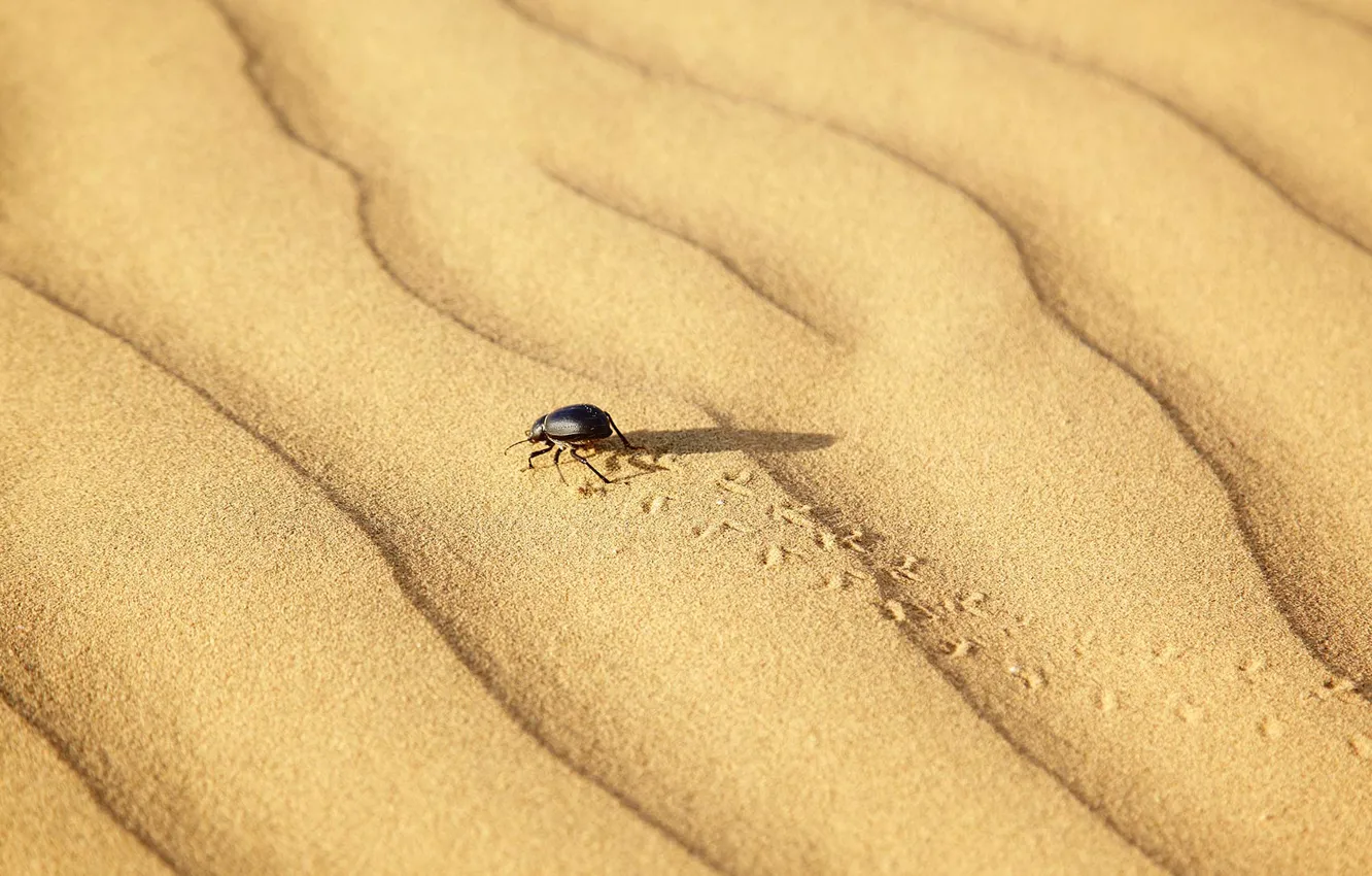 Photo wallpaper desert, beetle, India, scarab, Rajasthan, Tar