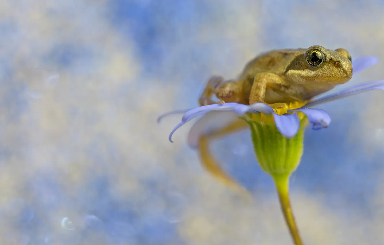 Photo wallpaper flowers, background, frog, background, flower frog