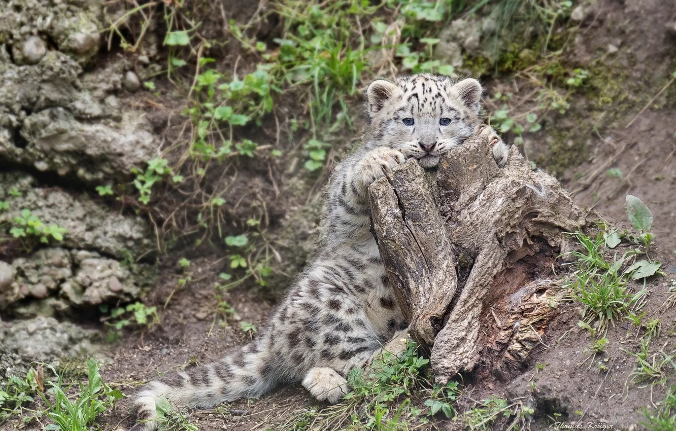 Photo wallpaper stump, IRBIS, snow leopard, kitty