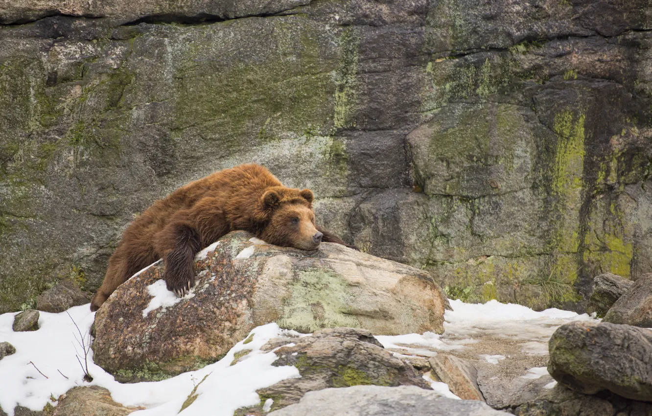 Photo wallpaper snow, rocks, bear, rock, bear, snow, laziness, Laziness