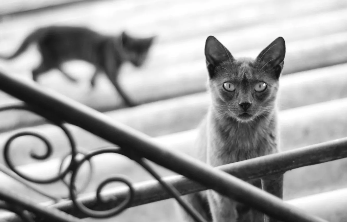 Photo wallpaper cat, black and white, grey, cat, kitty, blur, stage, silhouette, shadow, railings, cat