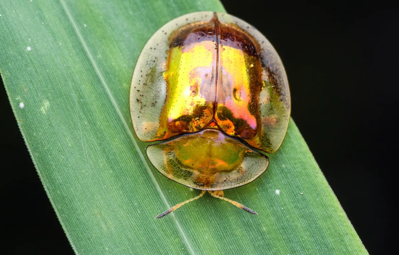 Photo wallpaper macro, background, beetle, insect, a blade of grass