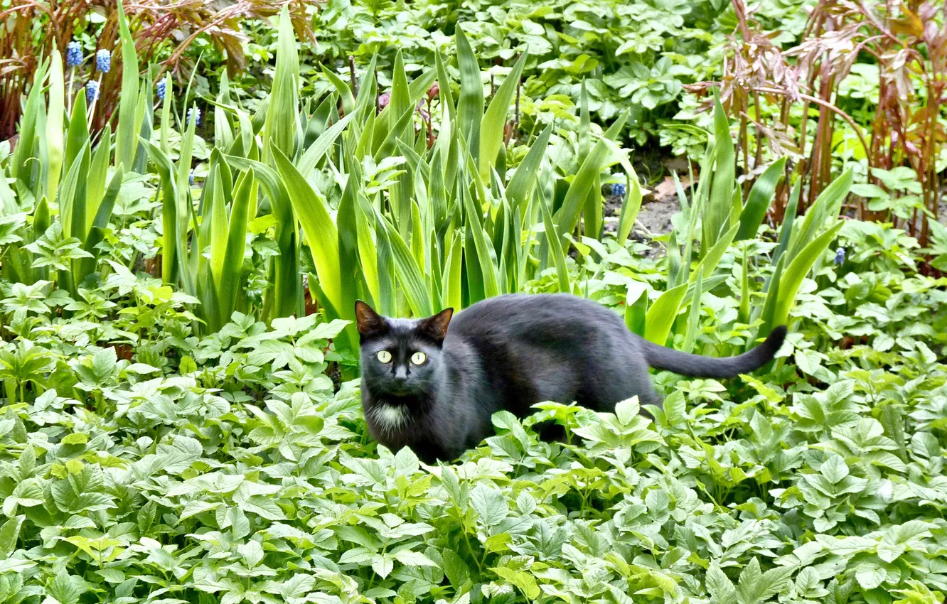 Photo wallpaper cats, may, Spring 2025