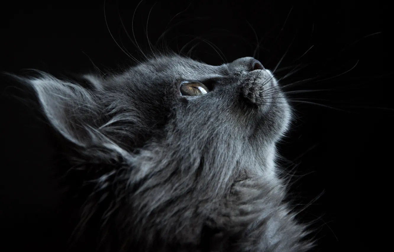 Photo wallpaper cat, cat, look, grey, portrait, fluffy, profile, black background