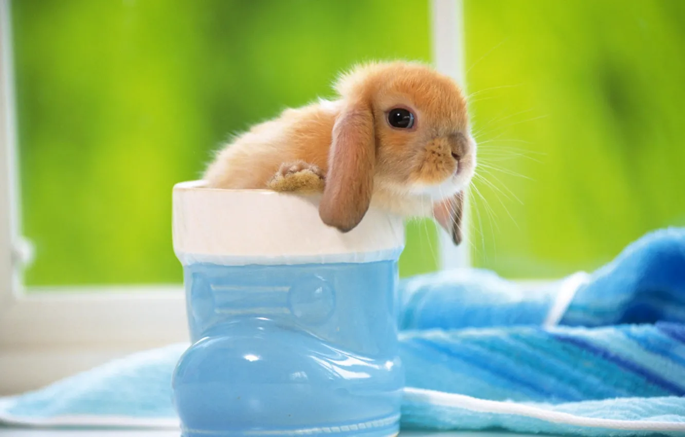 Photo wallpaper rabbit, ears, slipper