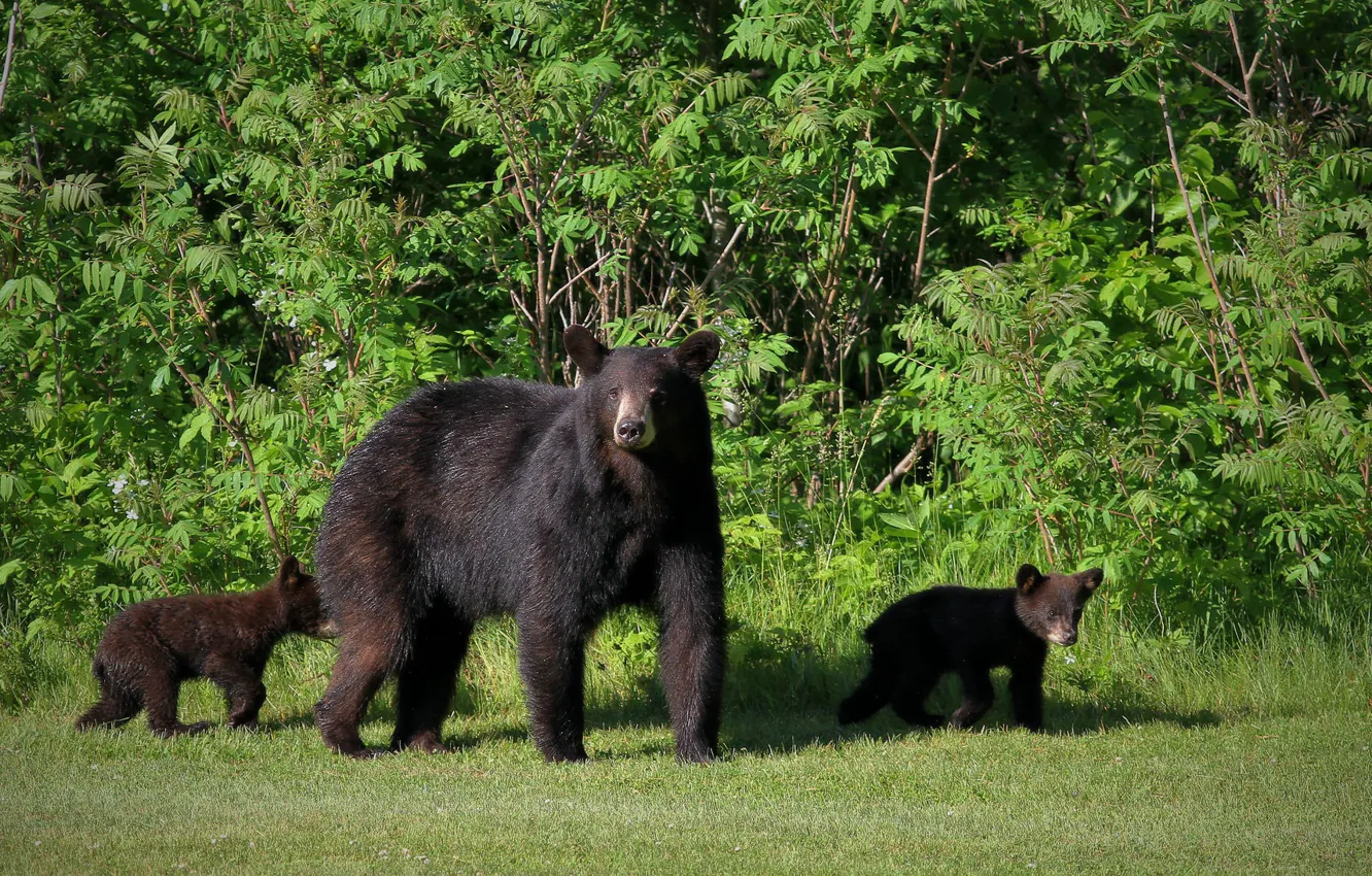 Photo wallpaper paws, wool, bear, large, bear, bear
