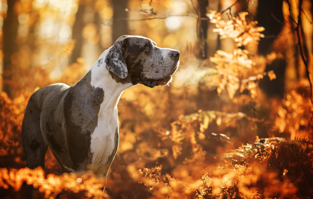 Photo wallpaper autumn, forest, dog, bokeh, Great Dane
