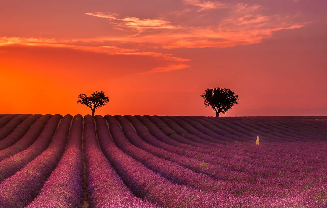 Photo wallpaper summer, night, lavender