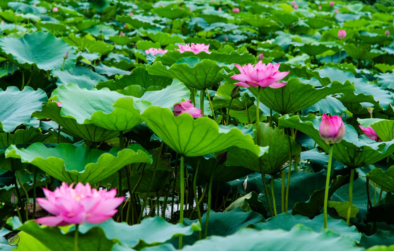 Photo wallpaper leaves, lake, Lotus, flowering, lake, leaves, Lotus blossom