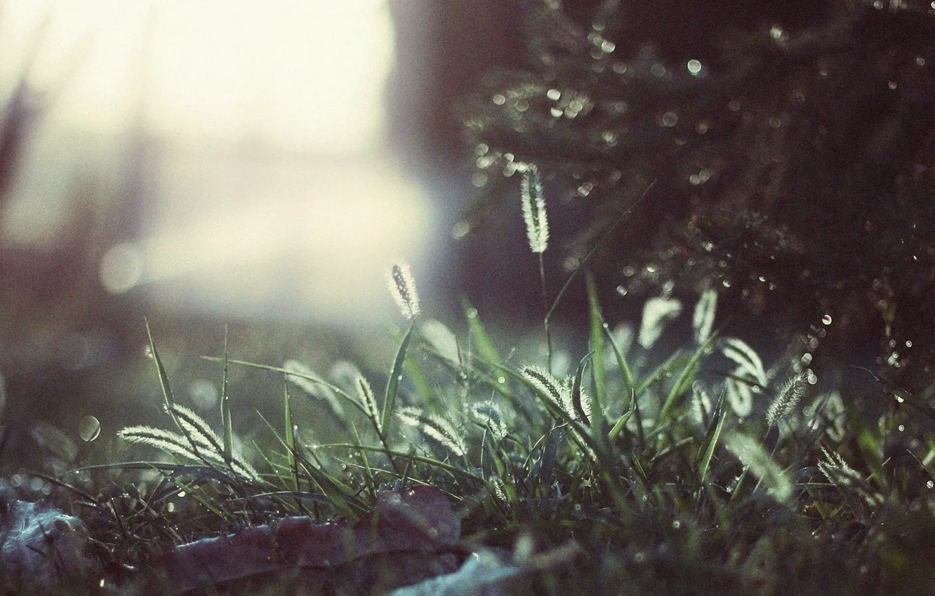 Photo wallpaper grass, light, trees, landscape, petals