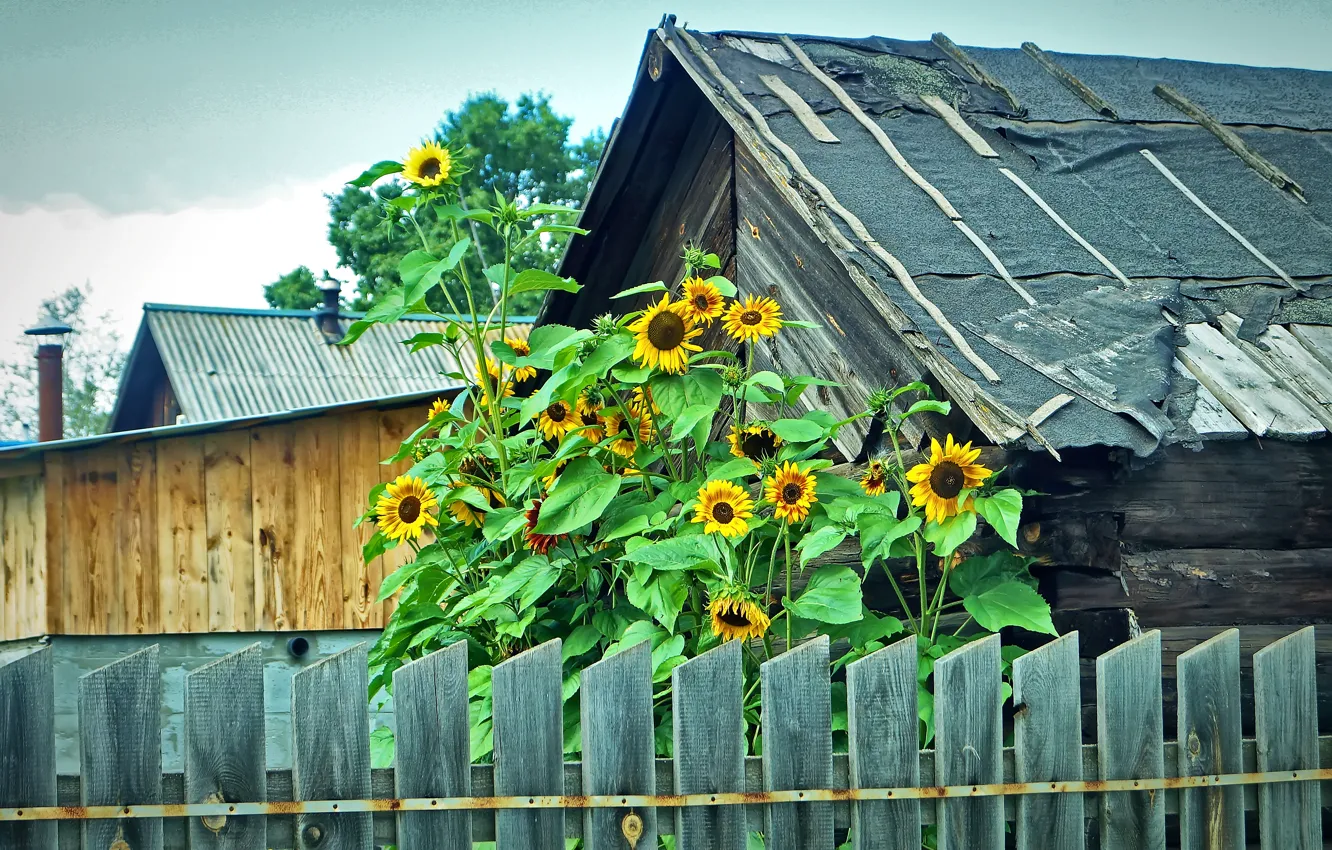 Photo wallpaper Greens, The fence, House, Village, Roof, Sunflowers, Sunny, Rust