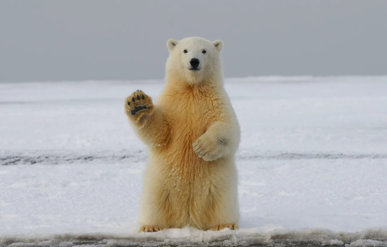 Photo wallpaper cold, circle, Arctic, Polar_Bear