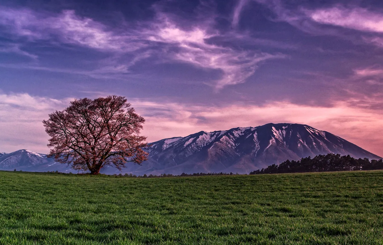 Photo wallpaper field, the sky, clouds, trees, sunset, mountains, nature, the evening