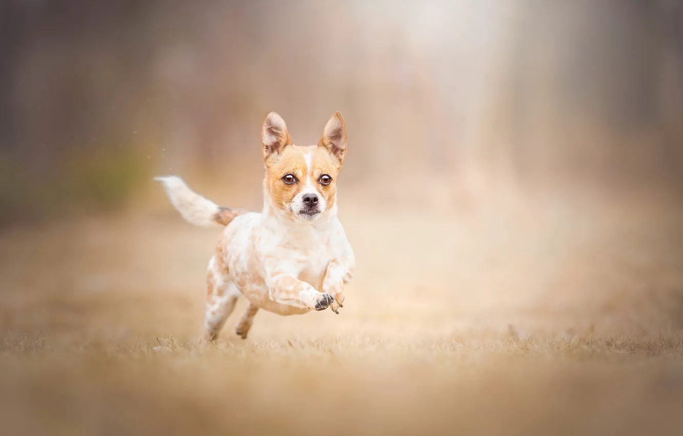 Photo wallpaper look, each, dog