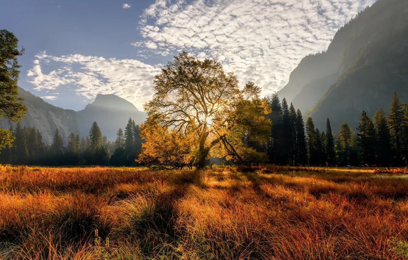 Photo wallpaper trees, mountains, tree, meadow, Californiа