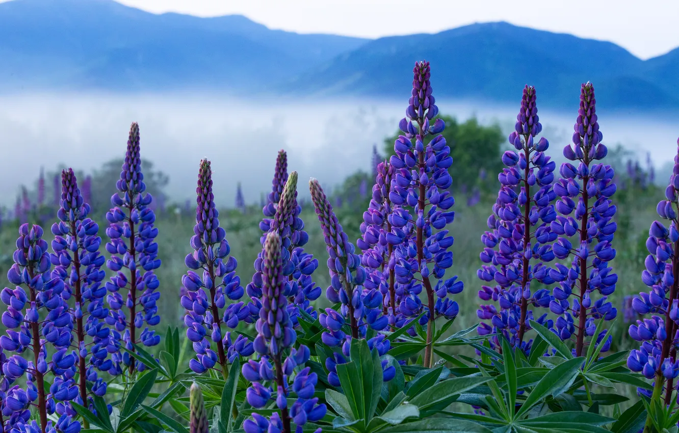 Photo wallpaper field, purple, summer, leaves, flowers, mountains, blue, fog