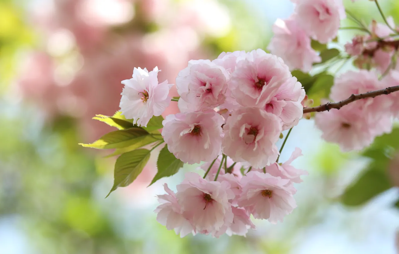Photo wallpaper leaves, flowers, branches, beauty, spring, pink, flowering, almonds