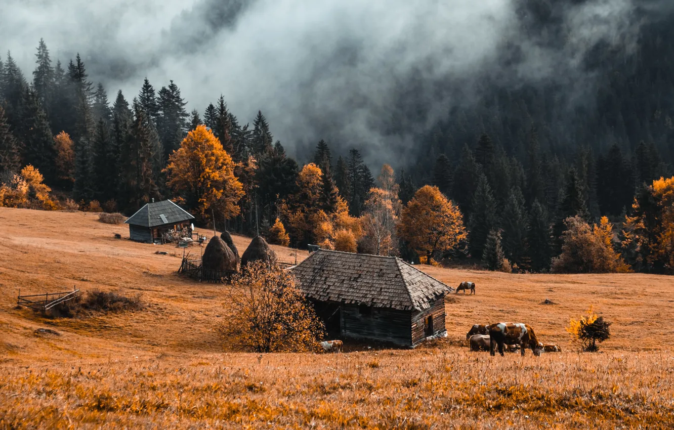 Photo wallpaper autumn, nature, fog, farm