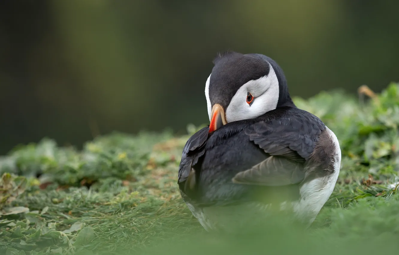 Photo wallpaper bird, feathers, beak, color, stalled