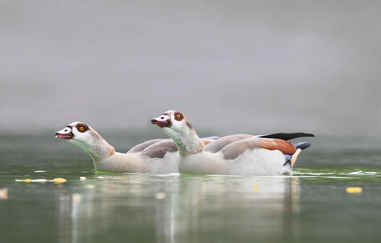 Photo wallpaper birds, nature, lake, duck, pair