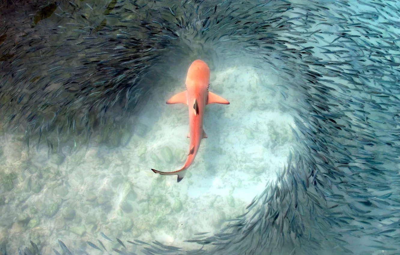 Photo wallpaper fish, shark, hunting