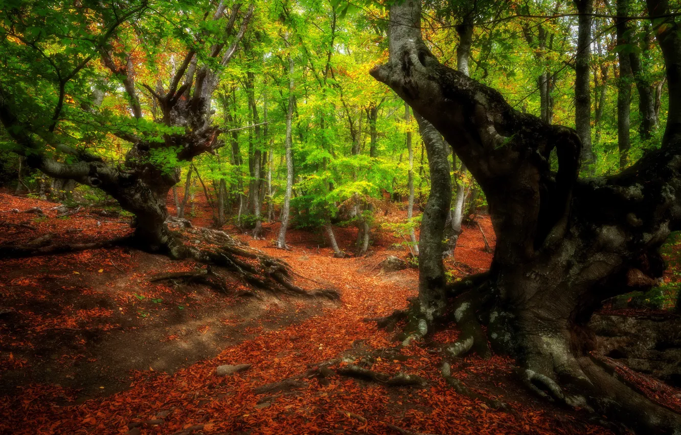Photo wallpaper forest, trees, nature, path, Alexander Plekhanov