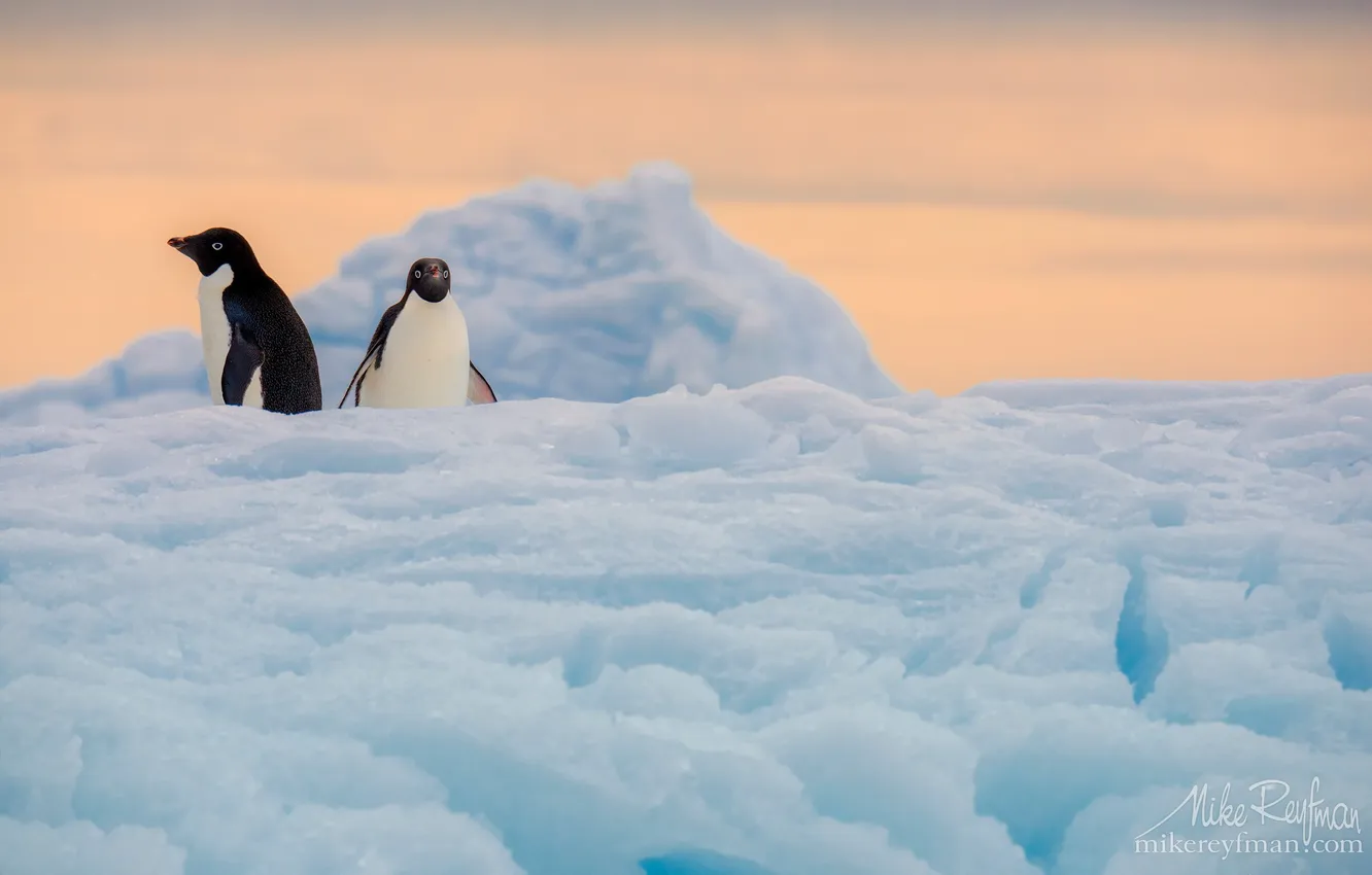 Photo wallpaper ice, snow, penguins, Antarctica, permafrost, Mike Reifman