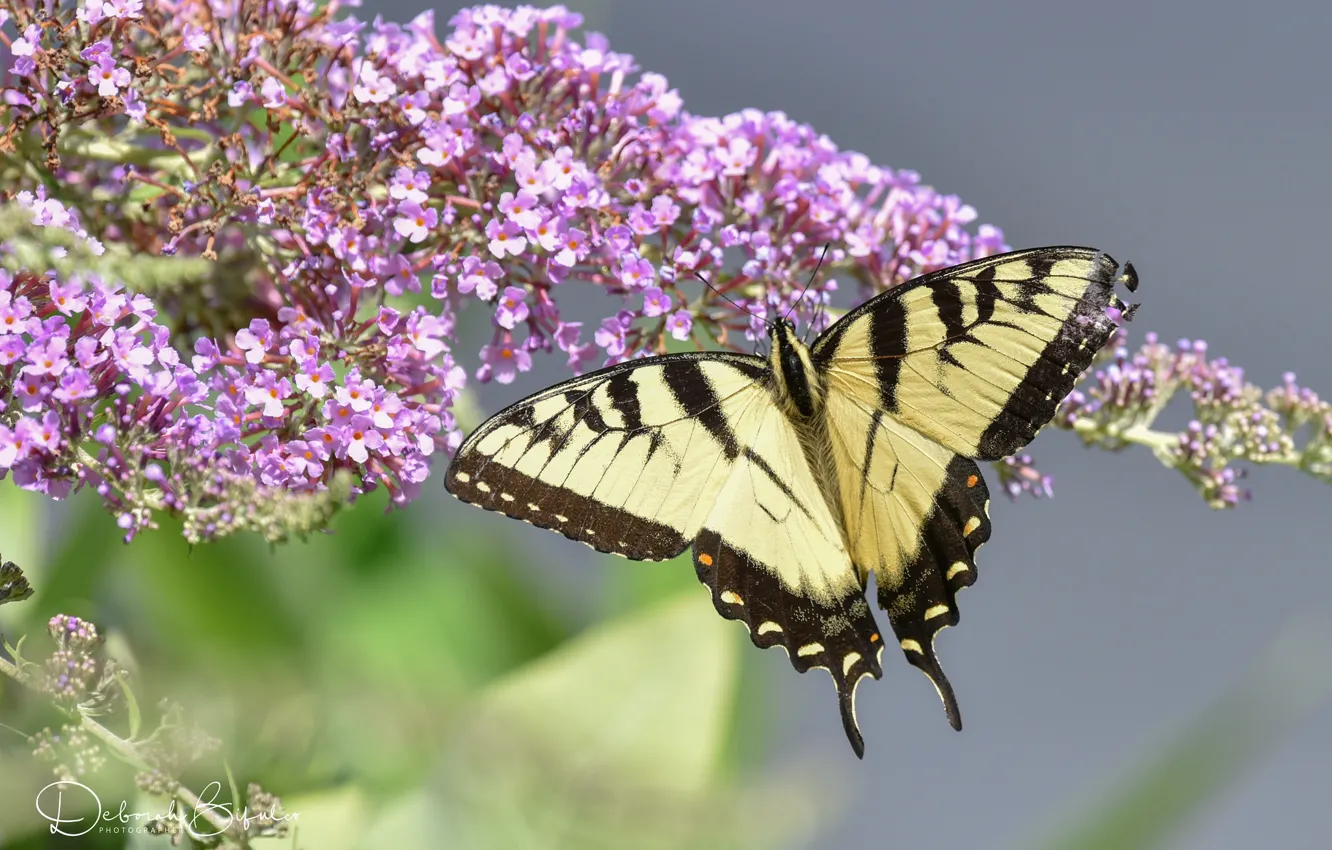 Photo wallpaper flowers, butterfly, yellow