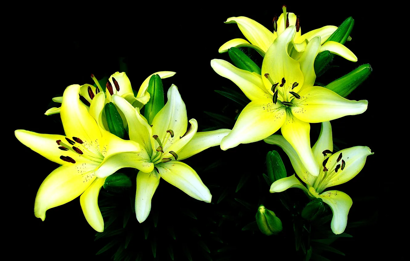 Photo wallpaper background, Lily, bouquet, petals