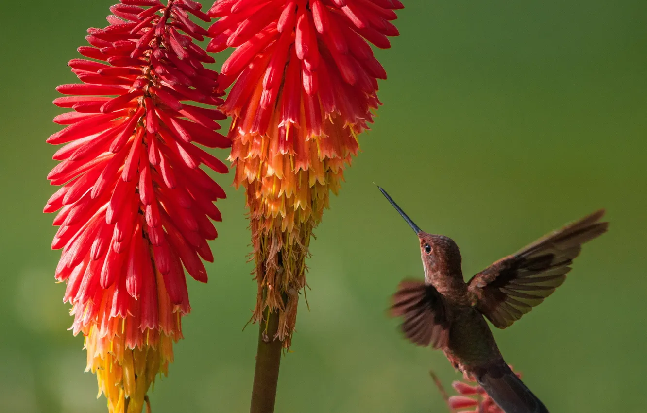 Photo wallpaper flowers, Hummingbird, red, bird