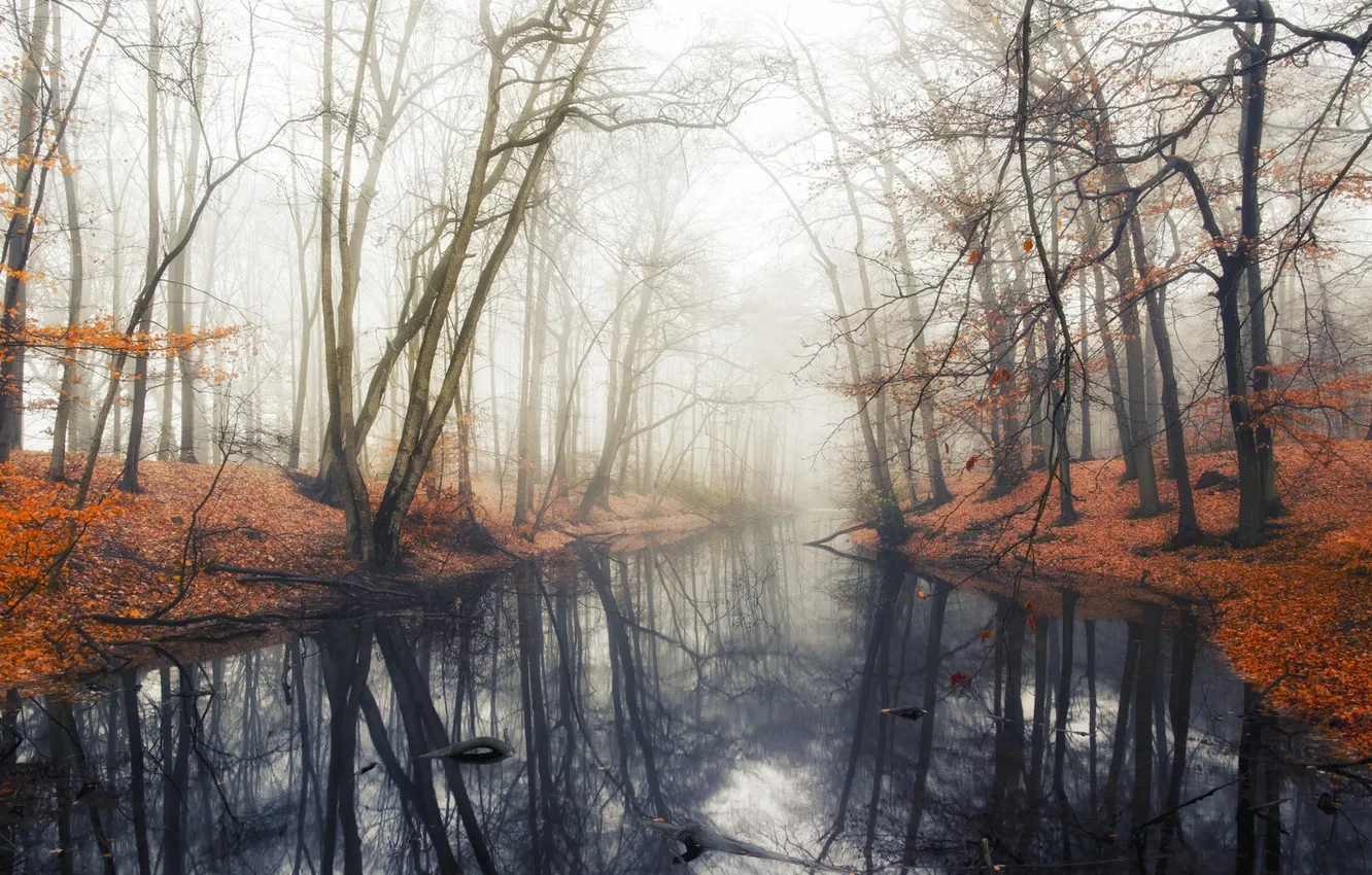 Photo wallpaper autumn, water, trees, fog, pond, reflection, Forest