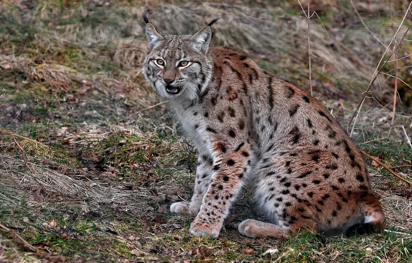 Photo wallpaper grey, red, lynx, sitting, looks