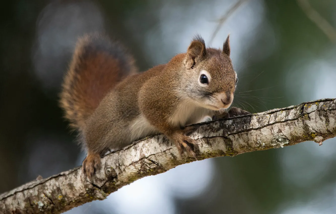 Photo wallpaper branches, protein, bokeh, rodent