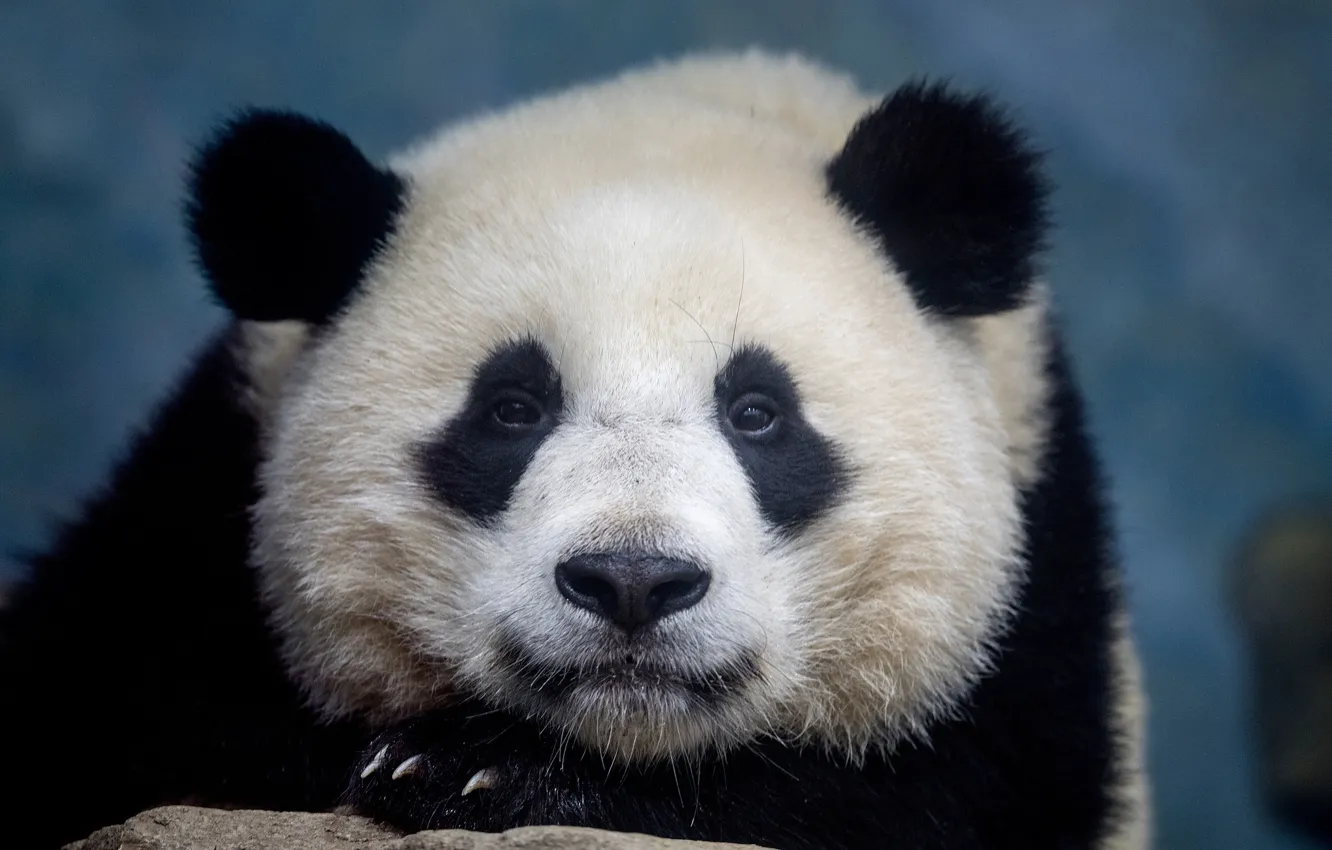 Photo wallpaper look, face, portrait, The giant Panda, Bamboo Bear