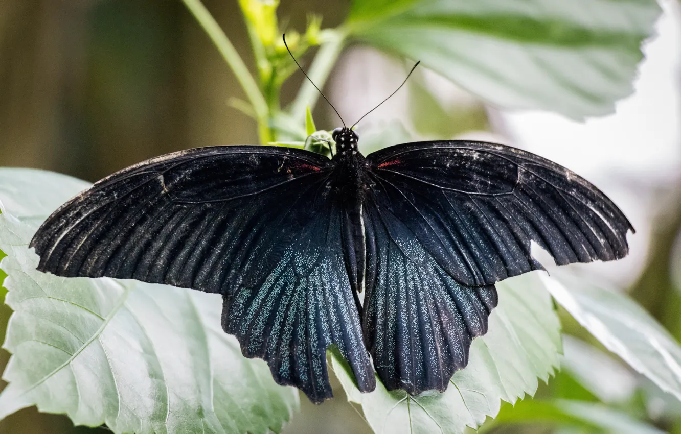 Photo wallpaper black, nature, blue, butterfly, animal, insect, malaysia